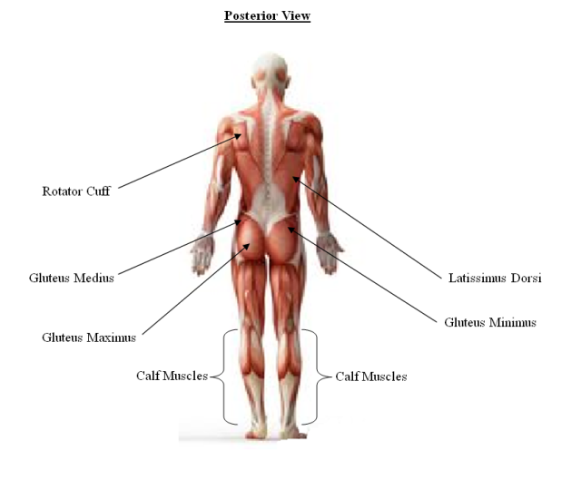 posterior-anatomy-vieww